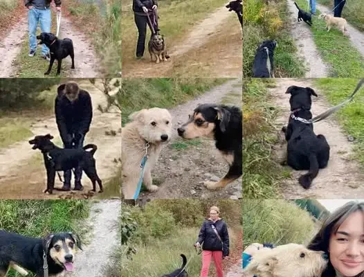 „Podaj łapę – wyjdź na spacer” – akcja, która poruszyła serca i schroniskowe psiaki