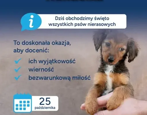 Dzień Kundelka 2026 – święto psów bez rodowodu i miłości bez warunków